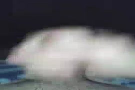 Vídeo pornô com animal